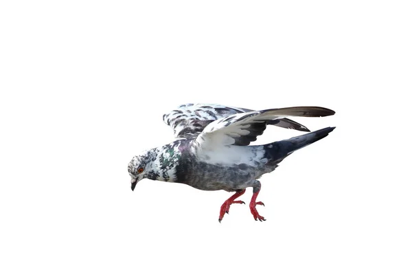 Güzel Güvercin Beyaz Arka Planda Tek Başına Uçuyor — Stok fotoğraf