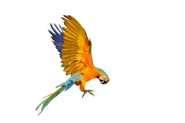 Papagaio Catalina Colorido Voando Isolado Fundo Branco — Fotografia de Stock
