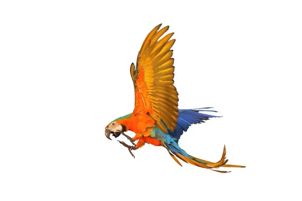 Renkli Catalina Papağanı Beyaz Arka Planda Tek Başına Uçuyor — Stok fotoğraf