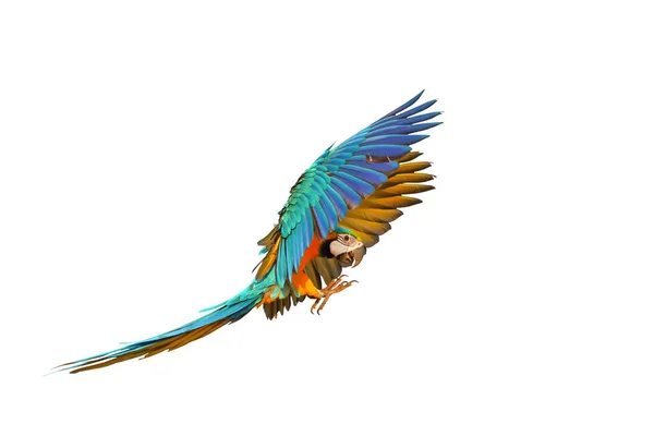 Färgglada Macaw Papegoja Flyger Mot Vit Bakgrund — Stockfoto
