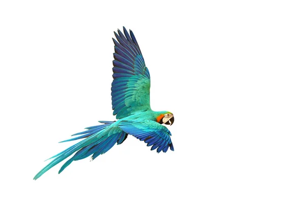 금강앵무 앵무새 의등에 깃털은 흰색으로 분리되어 — 스톡 사진