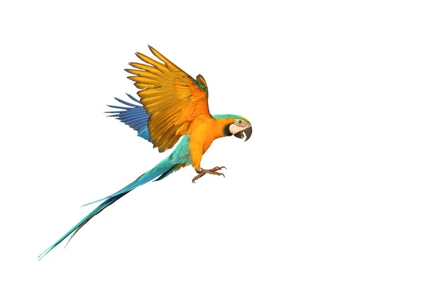 Barevný Papoušek Macaw Létající Bílém Pozadí — Stock fotografie