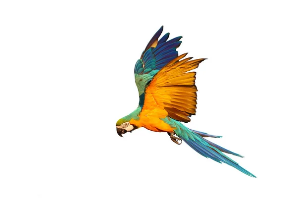 Färgglada Macaw Papegoja Flyger Mot Vit Bakgrund — Stockfoto