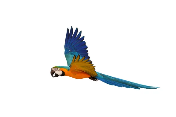 Papagaio Arara Colorido Voando Contra Fundo Branco — Fotografia de Stock