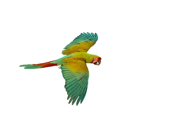 Beyaz Arka Planda Yalıtılmış Uçan Güzel Yeşil Bir Papağan — Stok fotoğraf