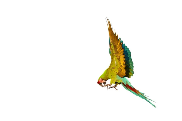 Beyaz Arka Planda Yalıtılmış Uçan Güzel Yeşil Bir Papağan — Stok fotoğraf
