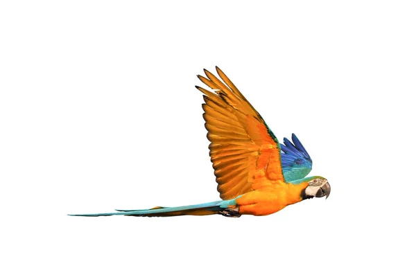 Kolorowa Papuga Latająca Białym Tle — Zdjęcie stockowe