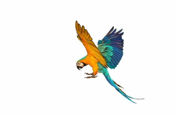 Bunter Ara Papagei Fliegt Vor Weißem Hintergrund — Stockfoto
