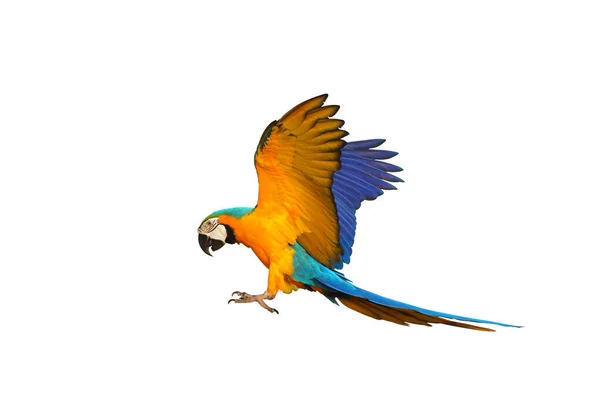 Colorful Macaw Parrot Flying White Background — Stock Photo, Image