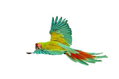 Beyaz arka planda yalıtılmış uçan güzel, yeşil bir papağan..