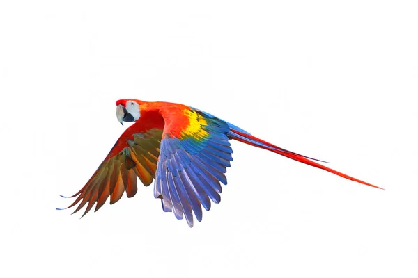 Papagaio Arara Escarlate Voando Isolado Fundo Branco — Fotografia de Stock