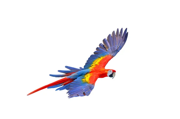 红鹦鹉在白色背景下独立飞行 — 图库照片