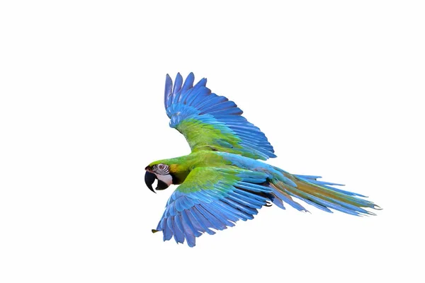 Colorful Macaw Parrot Flying Isolated White Background — Stockfoto