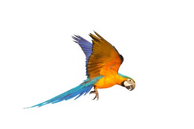 Colorful macaw parrot flying isolated on white background.