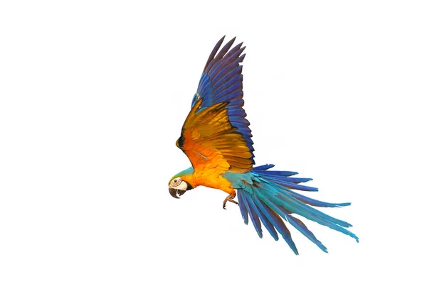 Colorful Macaw Parrot Flying Isolated White Background — Stock Fotó