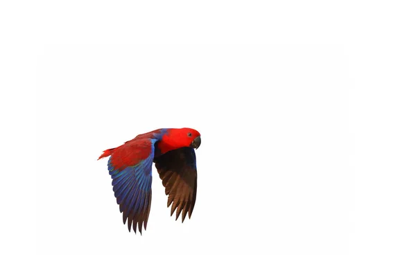 Colorido Papagaio Eclectus Voando Caminho Recorte Fundo Isolado Branco — Fotografia de Stock