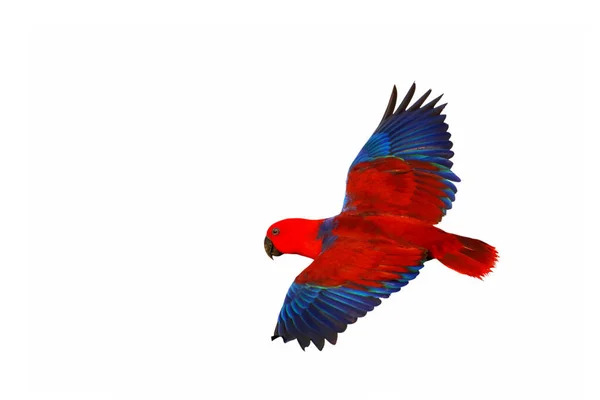 Kleurrijke Eclectus Papegaai Vliegende Clipping Pad Witte Geïsoleerde Achtergrond — Stockfoto