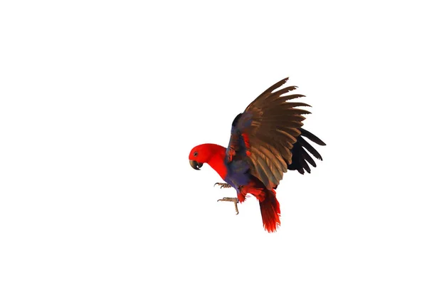Beyaz Izole Arkaplanda Uçan Renkli Eklektus Papağanı — Stok fotoğraf