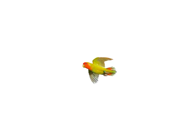 Bonito Lovebird Voando Isolado Fundo Branco — Fotografia de Stock