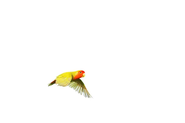 Aşk Kuşunun Şirinliği Beyaz Arka Planda Tek Başına Uçuyor — Stok fotoğraf