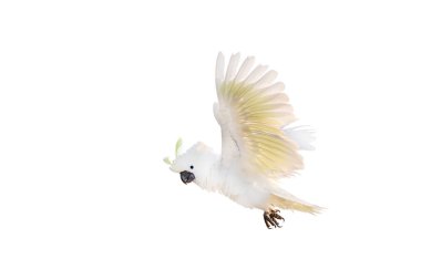 Kakadunun güzel papağanı beyaz arka planda tek başına uçuyor..