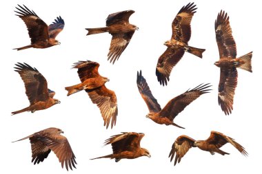 Siyah uçurtma (Milvus migrans) beyaz arka planda izole bir şekilde uçar..
