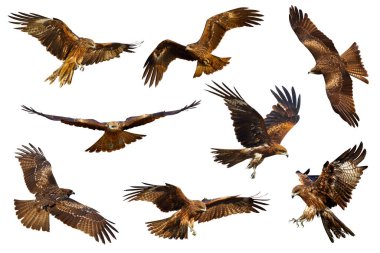 Siyah uçurtma (Milvus migrans) beyaz arka planda izole bir şekilde uçar..