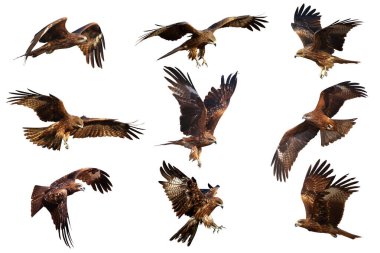 Siyah uçurtma (Milvus migrans) beyaz arka planda izole bir şekilde uçar..