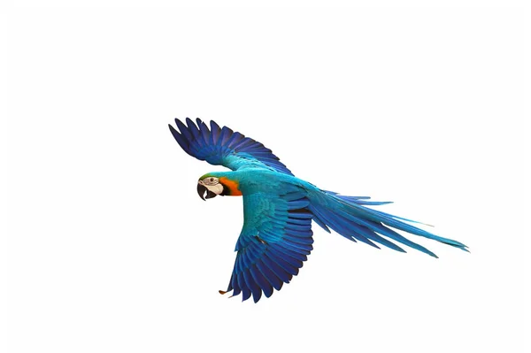 Papagaio Voador Colorido Isolado Fundo Branco — Fotografia de Stock