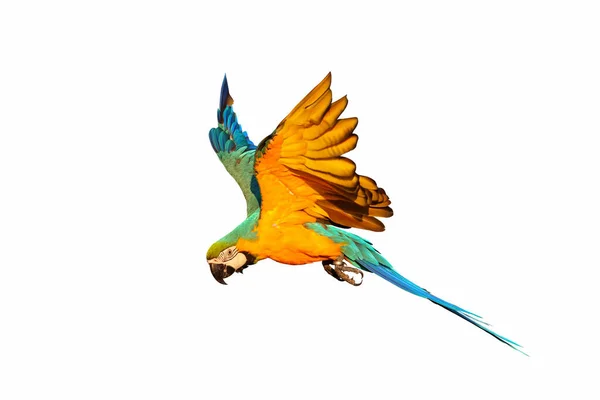 Beyaz Arka Planda Izole Edilmiş Renkli Uçan Papağan — Stok fotoğraf