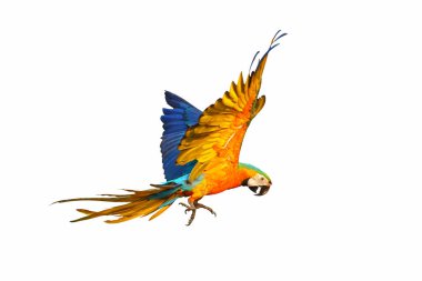 Beyaz arka planda izole edilmiş renkli uçan papağan..