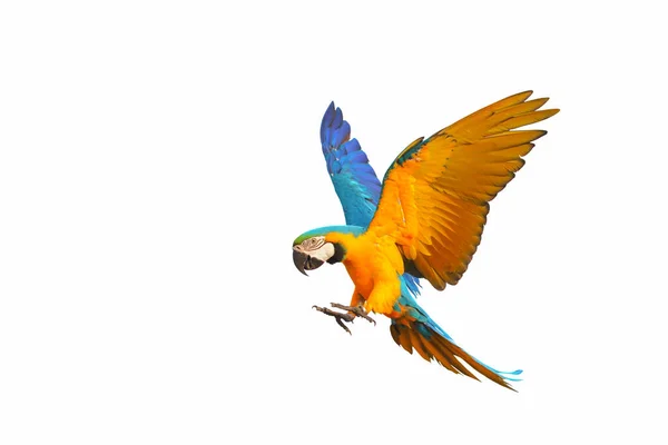Kleurrijke Vliegende Papegaai Geïsoleerd Een Witte Achtergrond — Stockfoto
