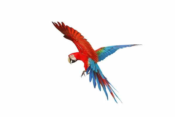 Colorful Flying Parrot Isolated White Background — Stock Photo, Image