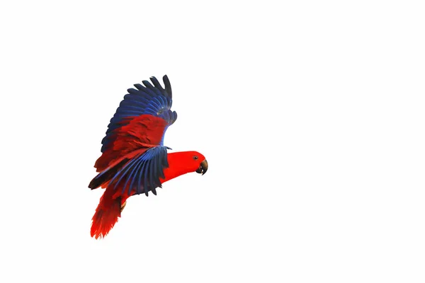 Színes Eclectus Papagáj Repülő Nyírás Útvonal Fehér Elszigetelt Háttér — Stock Fotó