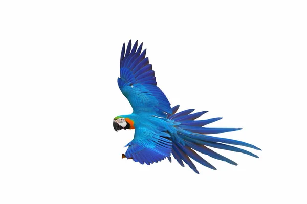Kleurrijke Vliegende Papegaai Geïsoleerd Witte Achtergrond — Stockfoto