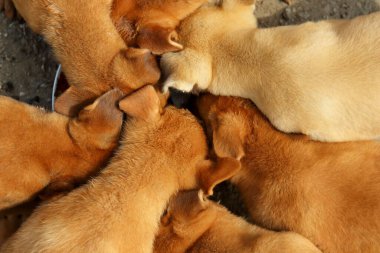 Yavru bir köpeğin güzelliği süt için kapıyor.