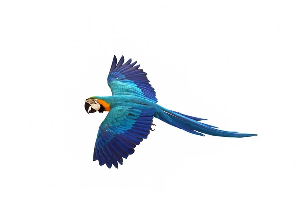 五颜六色的飞行鹦鹉查出在白色背景 — 图库照片