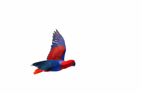 Барвистий Літаючий Папуга Ізольований Білому Тлі — стокове фото
