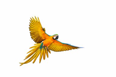 Beyaz arka plan üzerinde izole renkli uçan papağan.