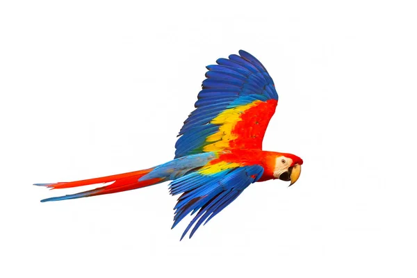 Kırmızı Papağan Beyaz Arka Planda Tek Başına Uçuyor — Stok fotoğraf