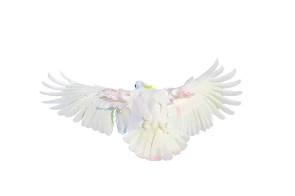 Mooie Veren Rug Van Cockatoo Papegaai Vliegen Geïsoleerd Witte Achtergrond — Stockfoto