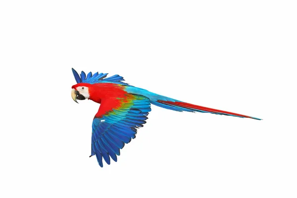 Bunte Fliegende Papagei Isoliert Auf Weißem Hintergrund — Stockfoto