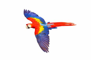 Colorful flying parrot isolated on white background. clipart