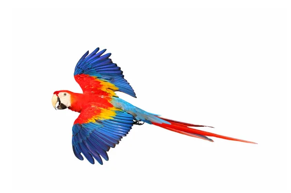Papagaio Voador Colorido Isolado Fundo Branco — Fotografia de Stock
