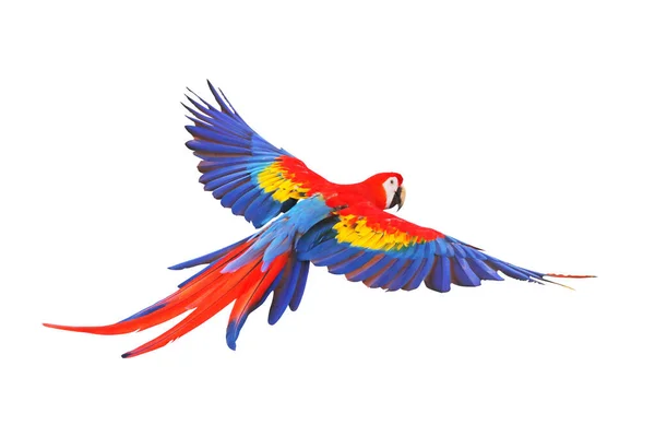 Красочный Летающий Попугай Белом Фоне — стоковое фото