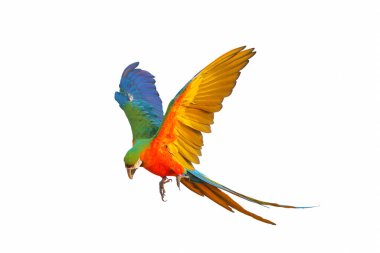 Beyaz arka plan üzerinde izole renkli uçan papağan.