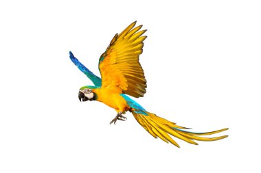 Beyaz arka plan üzerinde izole renkli uçan papağan.