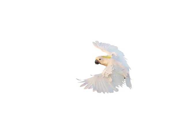 Kakadunun Sırtındaki Güzel Tüyler Beyaz Arka Planda Tek Başına Uçan — Stok fotoğraf