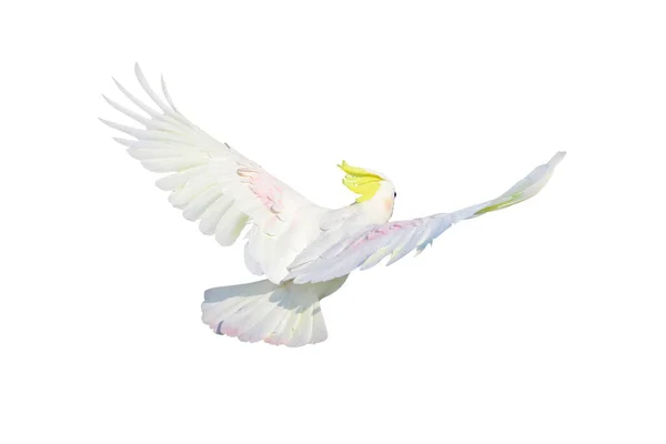 Gyönyörű Tollak Hátán Kakadu Papagáj Repül Elszigetelt Fehér Háttér — Stock Fotó