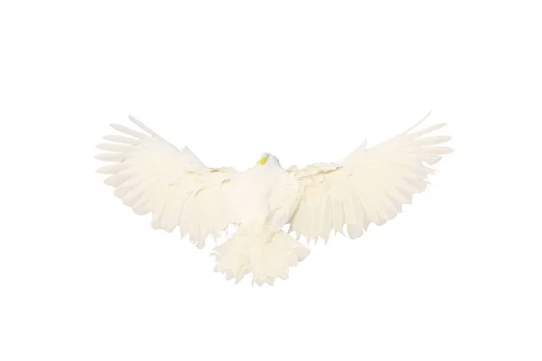 Belas Penas Parte Trás Papagaio Cacatua Voando Isolado Fundo Branco — Fotografia de Stock